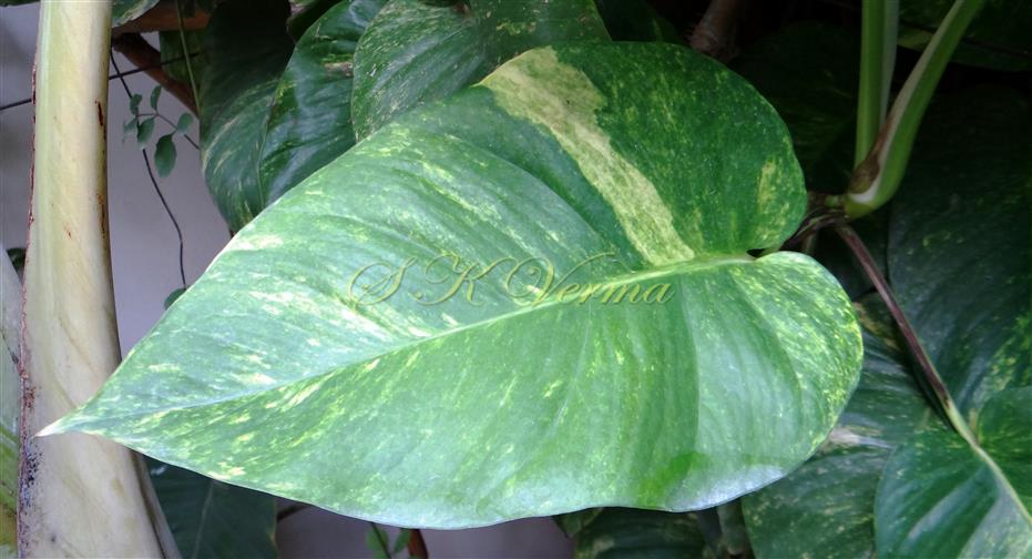 Leaf